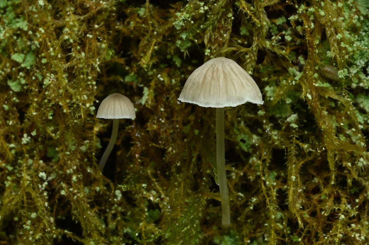 Mycena hiemalis (door Laurens van der Linde)