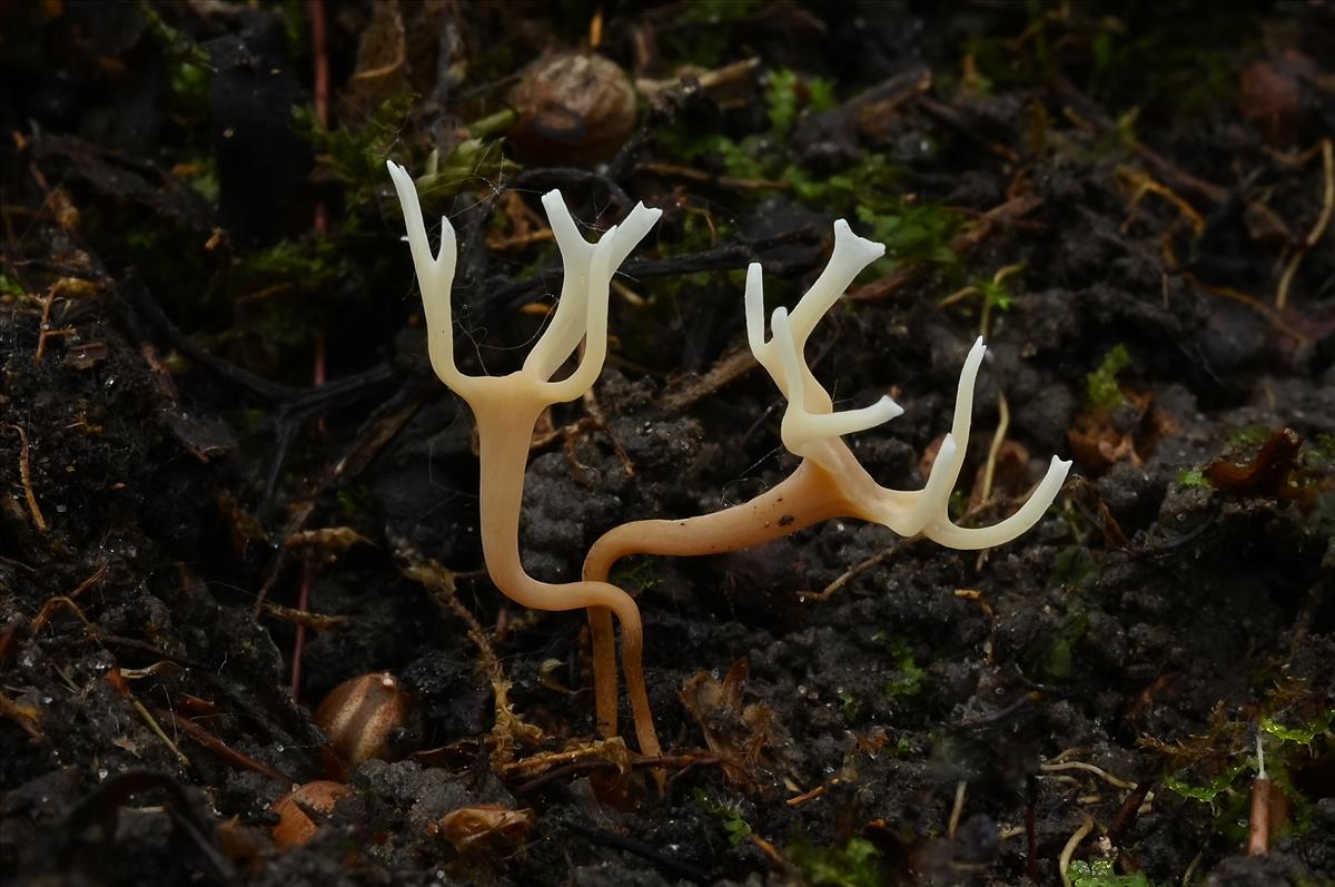 Clavulinopsis microspora (door Laurens van der Linde)