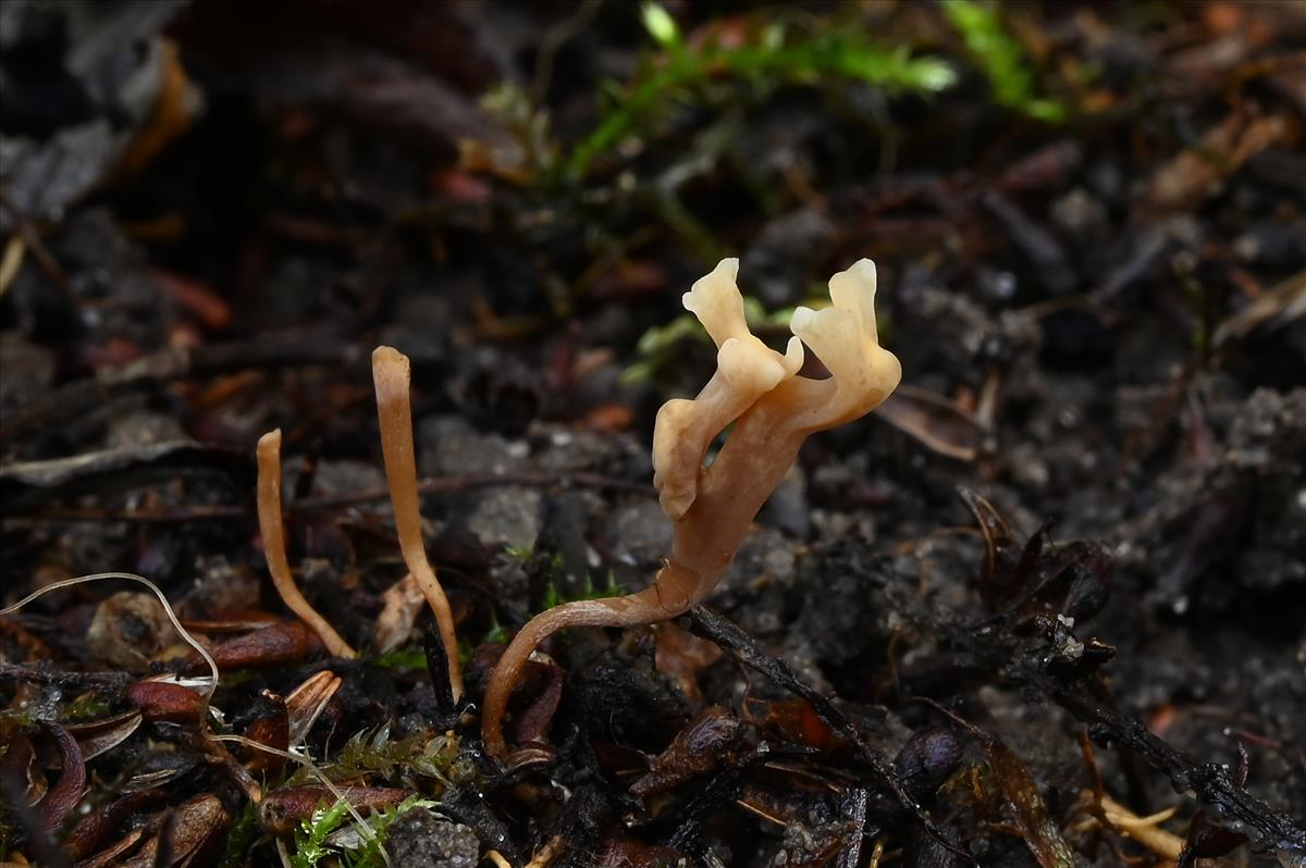 Clavulinopsis microspora (door Laurens van der Linde)