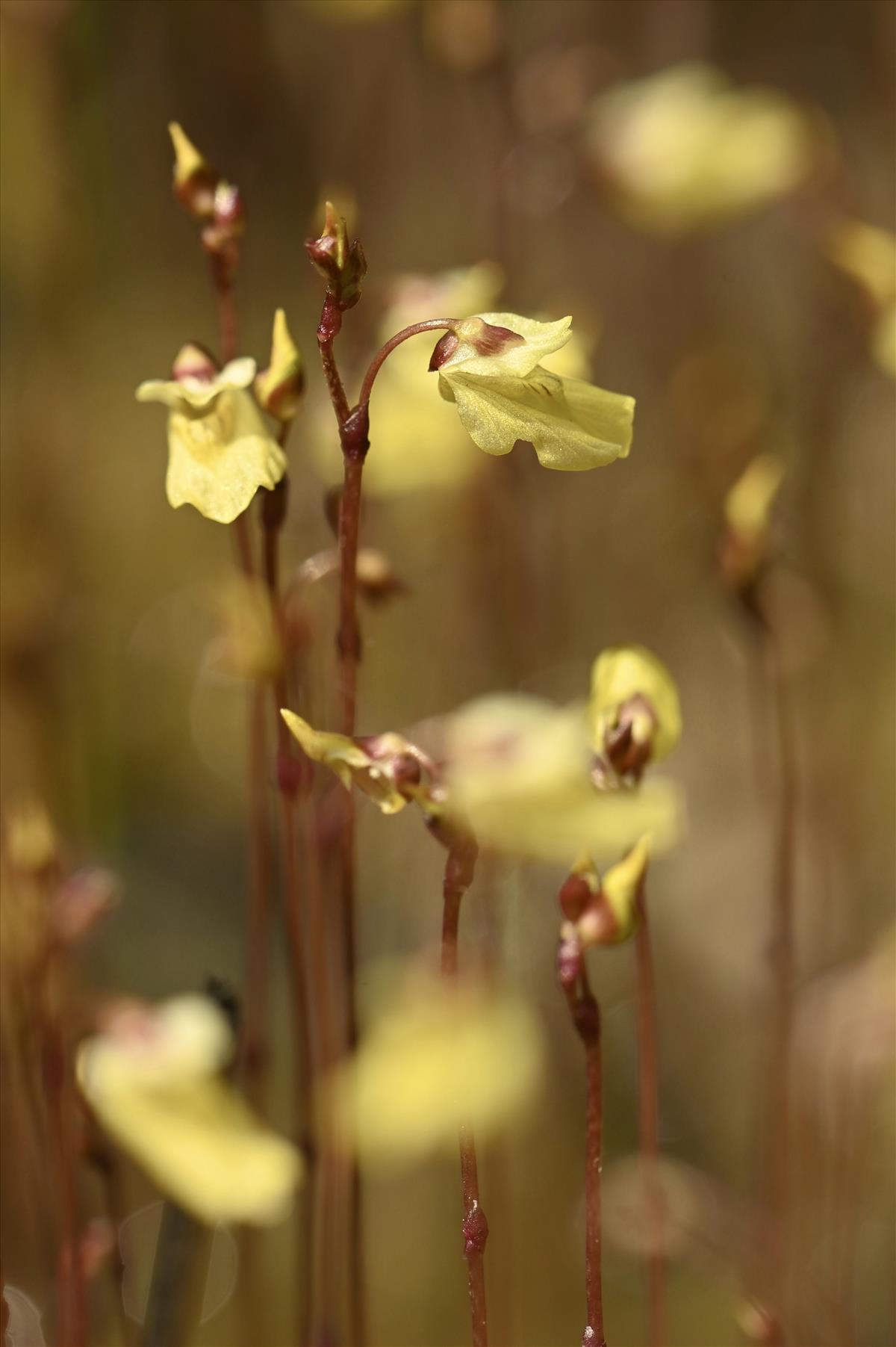 Utricularia minor (door Martijn Veenstra)