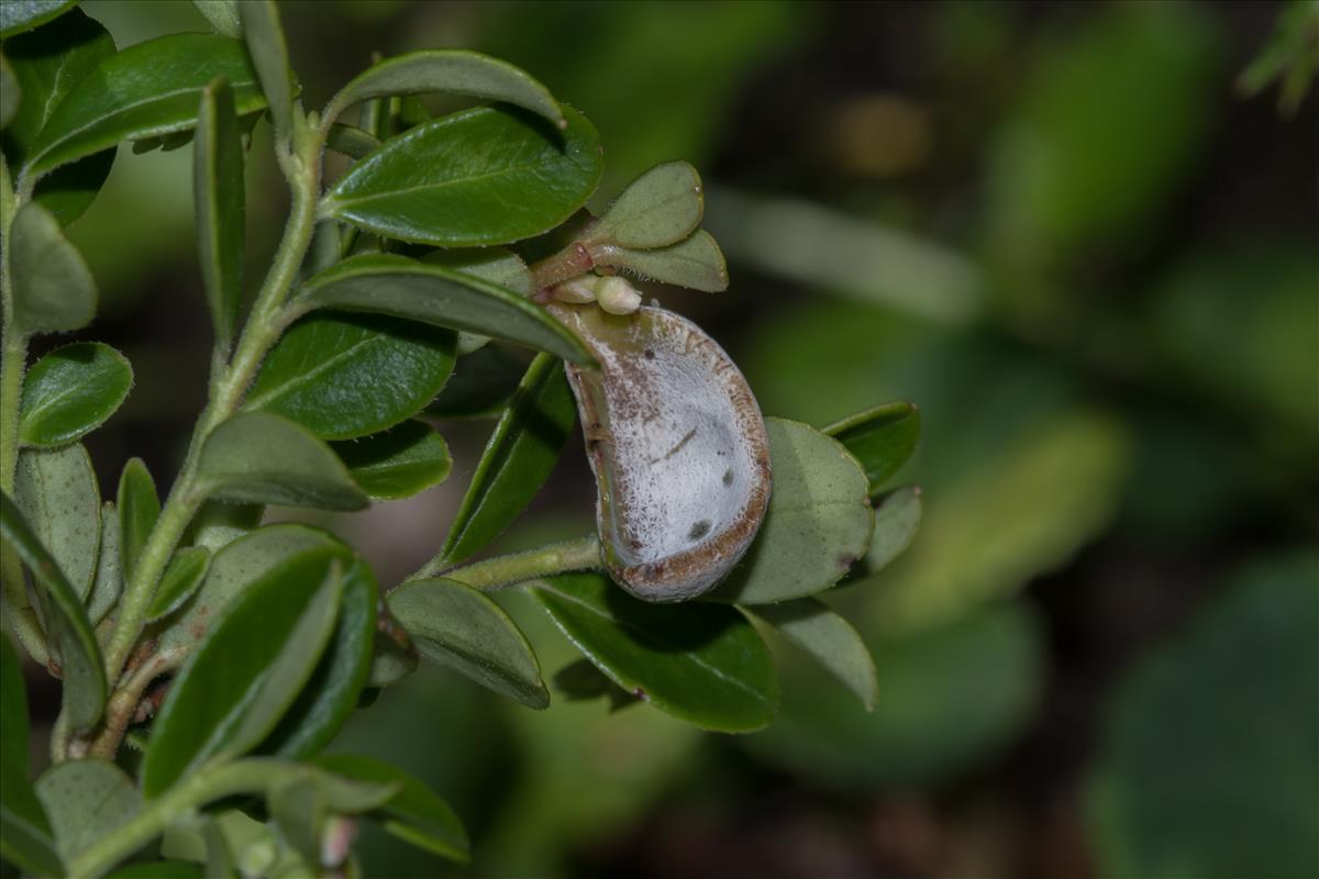 Exobasidium vaccinii (door Cora van der Plaats (det. L. Jalink))