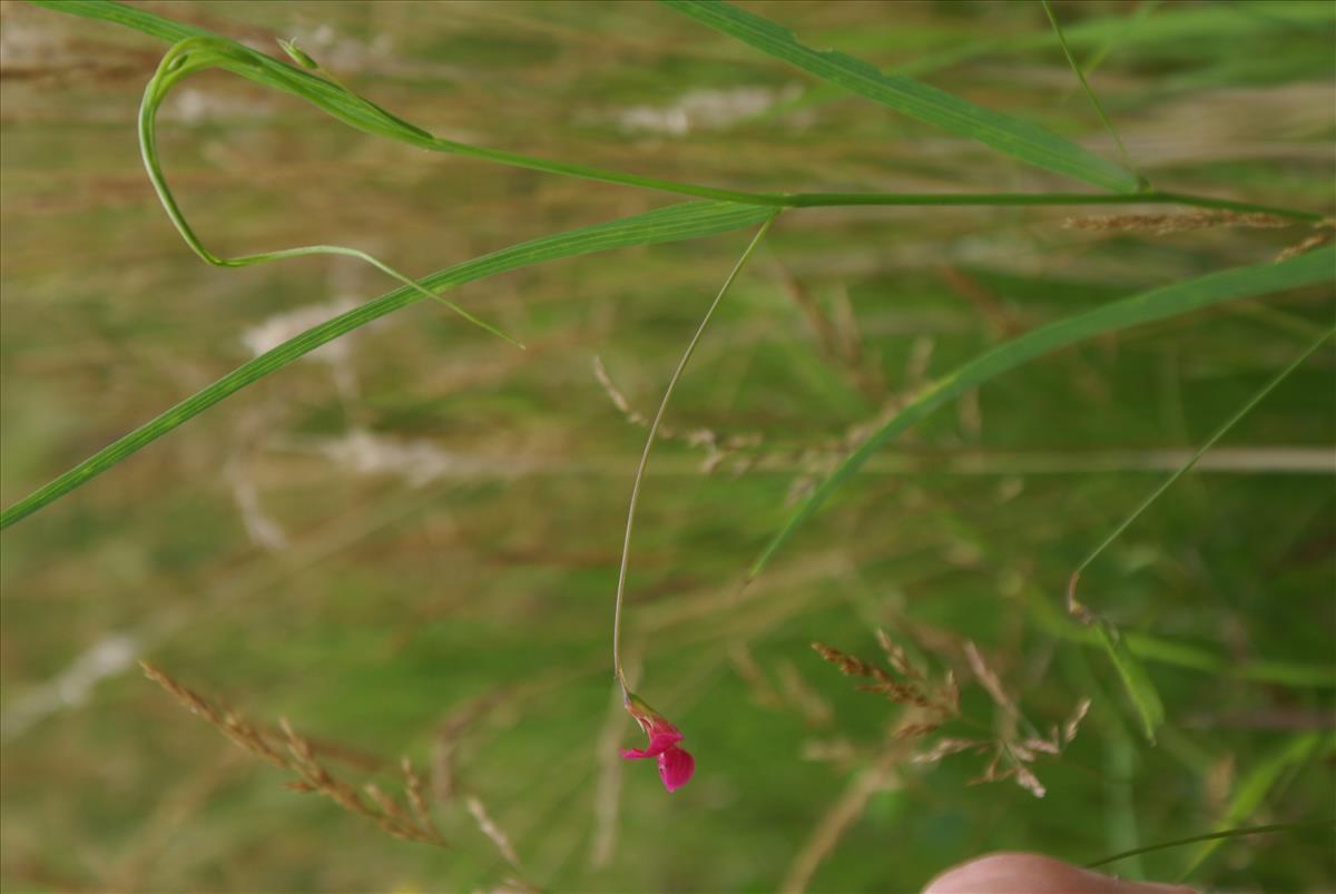 Lathyrus nissolia (door Wim Blok)