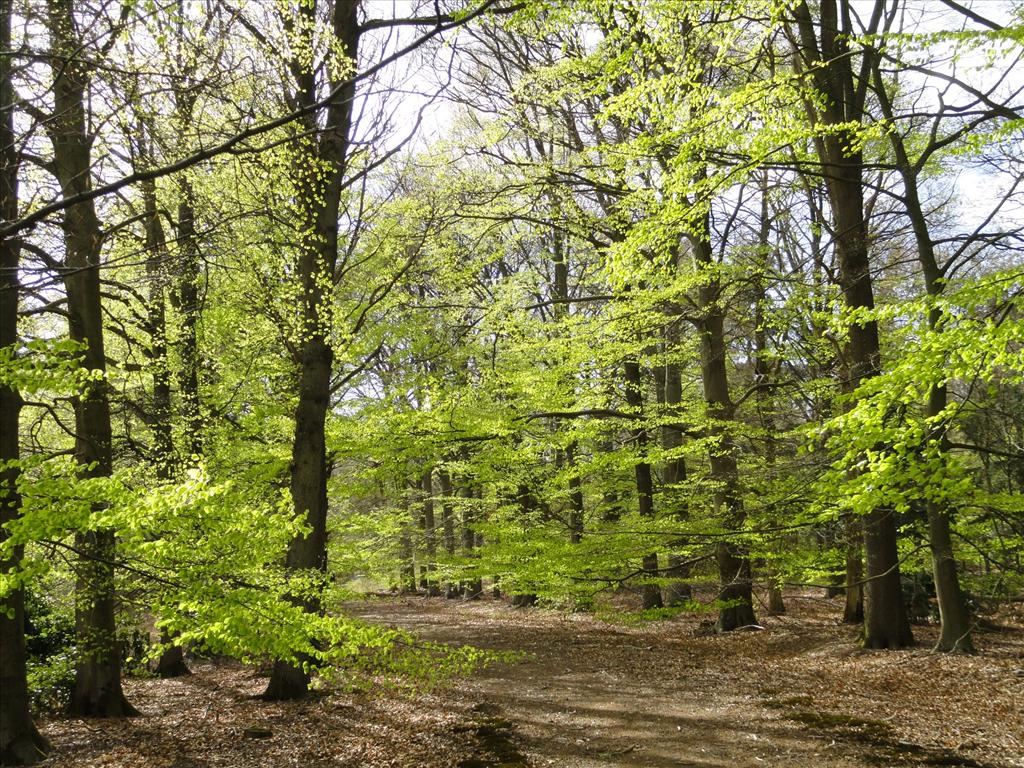 Fagus sylvatica (door wim van der neut)