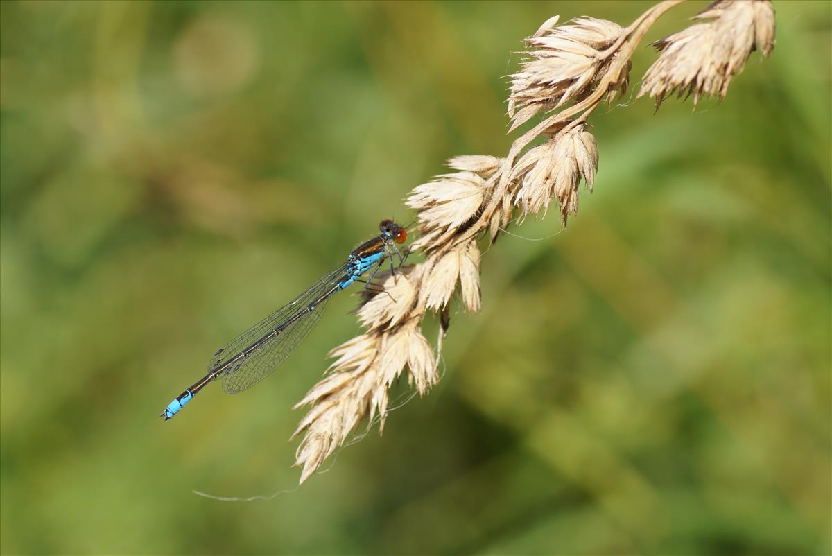 Erythromma viridulum (door jelle bakker)