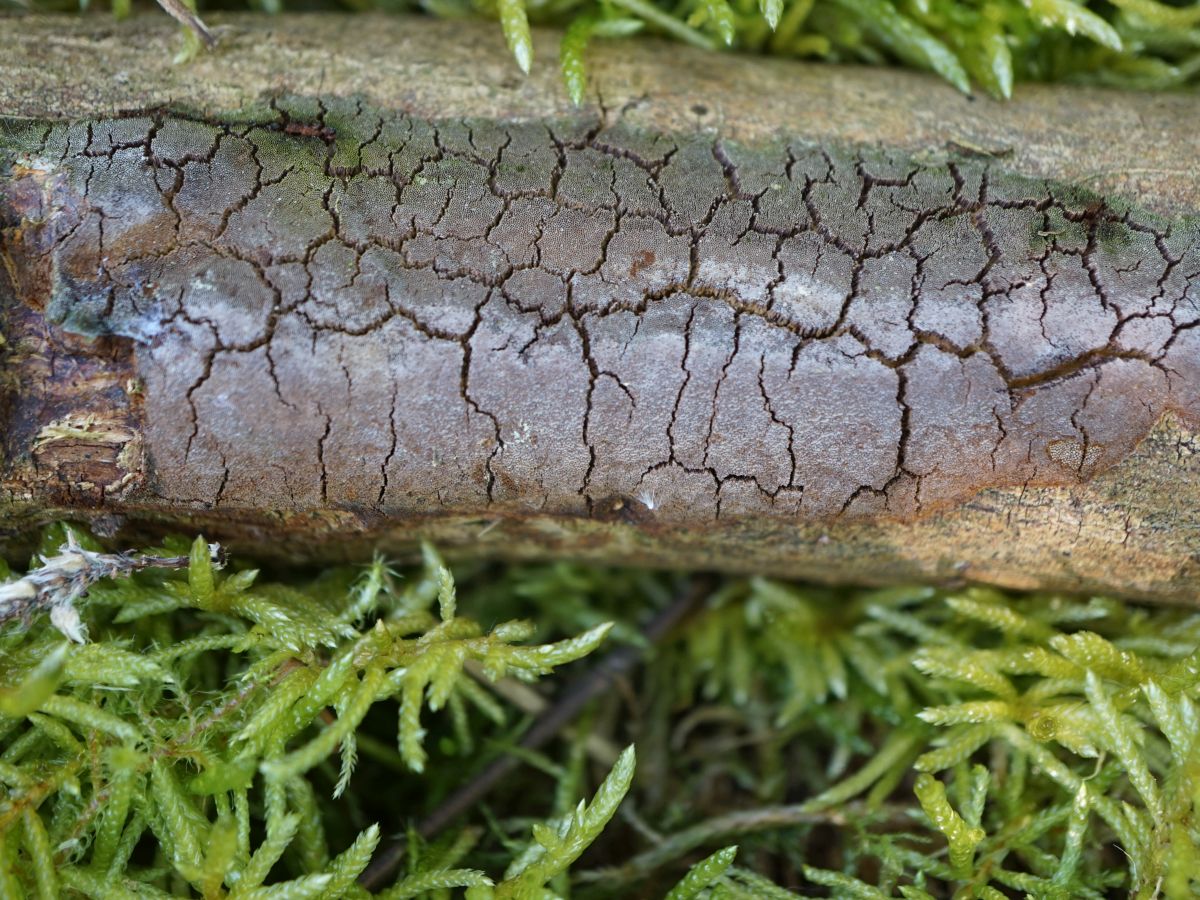 Phellinus rhamni (door Marian Jagers)