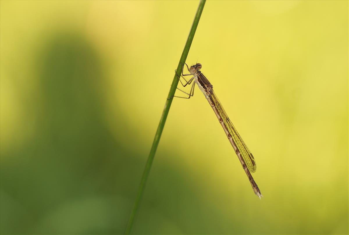 Sympecma fusca (door jelle bakker)