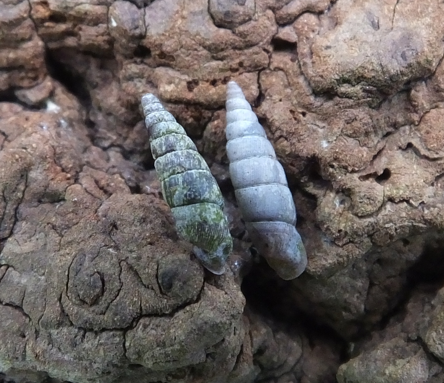 Clausilia bidentata bidentata (door Michael Inden)