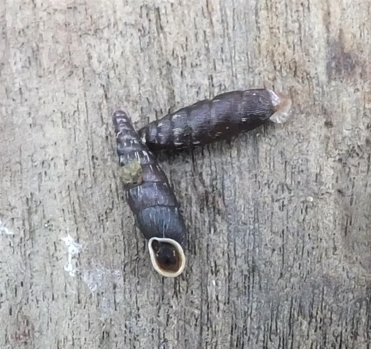 Clausilia bidentata bidentata (door Michael Inden)