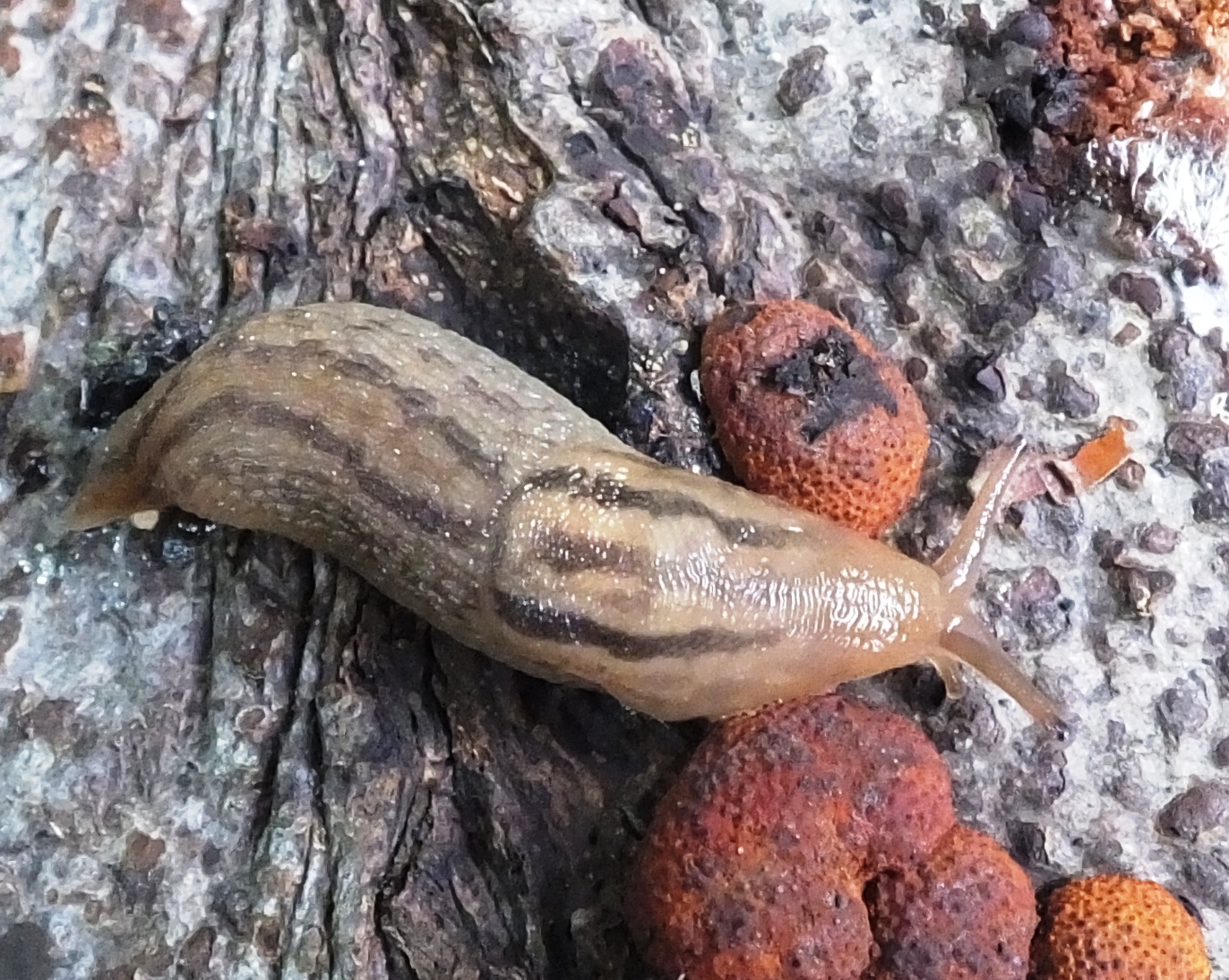 Ambigolimax valentianus (door Michael Inden)