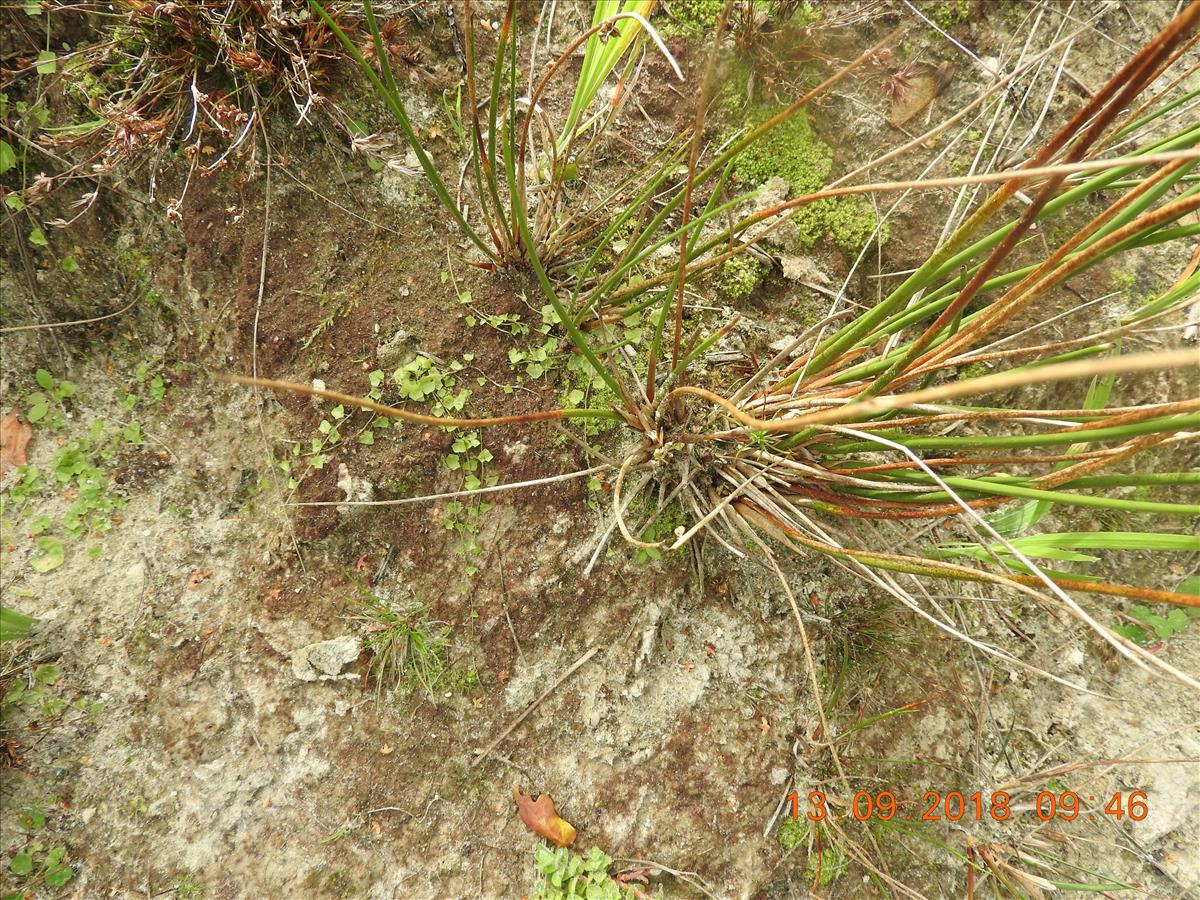 Wahlenbergia hederacea (door Toon Verrijdt)