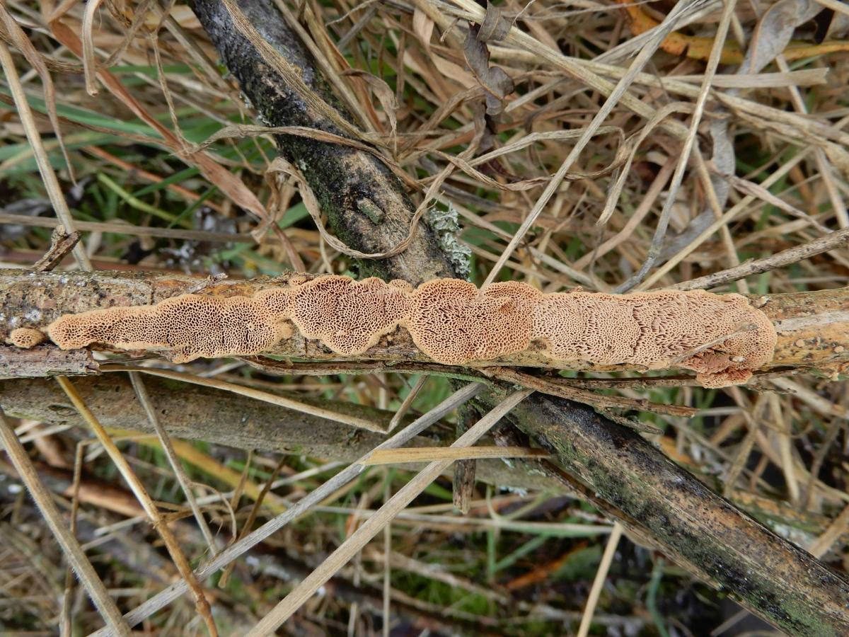 Hapalopilus eupatorii (door Marian Jagers)