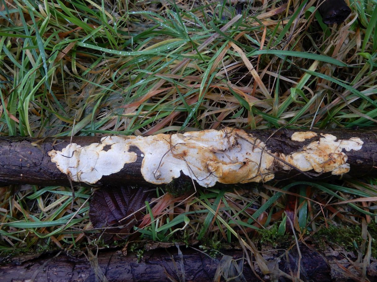 Perenniporia meridionalis (door Marian Jagers)