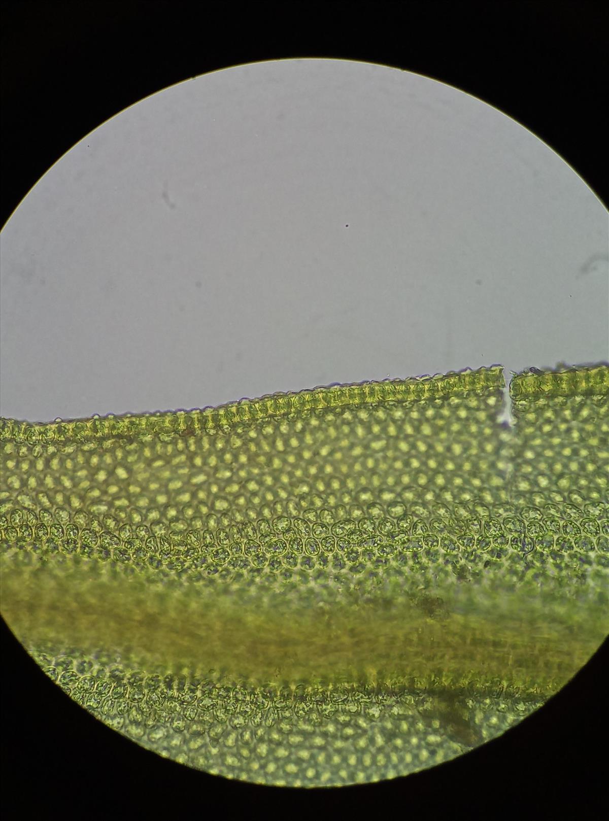 Didymodon tophaceus (door Rens van der Knoop)