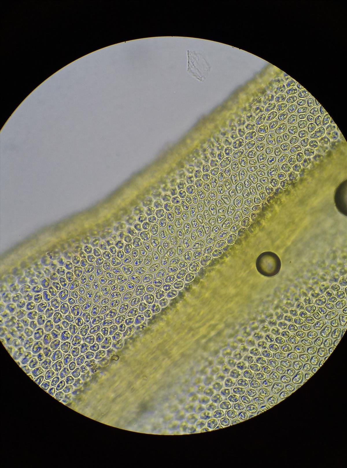 Didymodon tophaceus (door Rens van der Knoop)