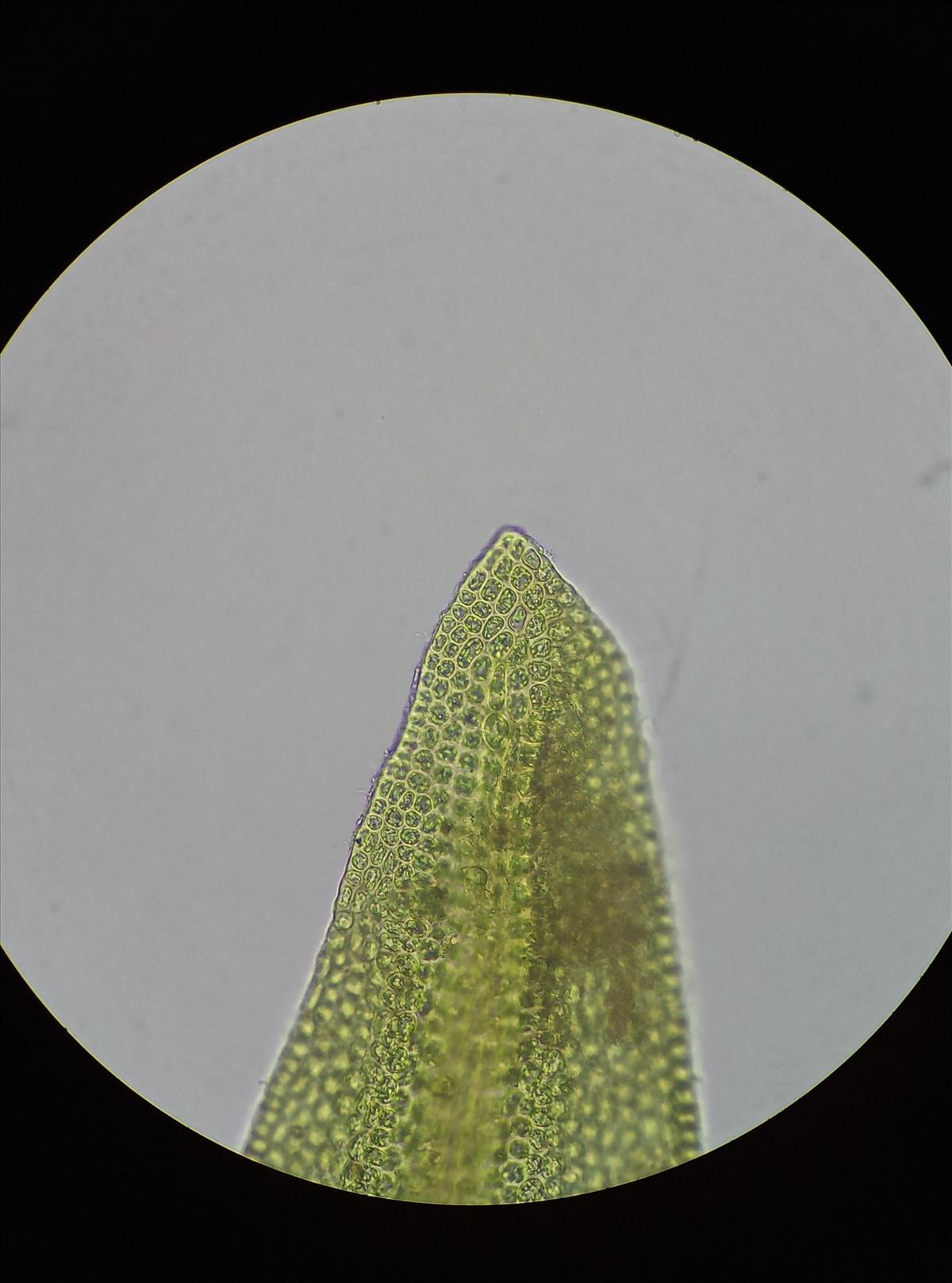 Didymodon tophaceus (door Rens van der Knoop)