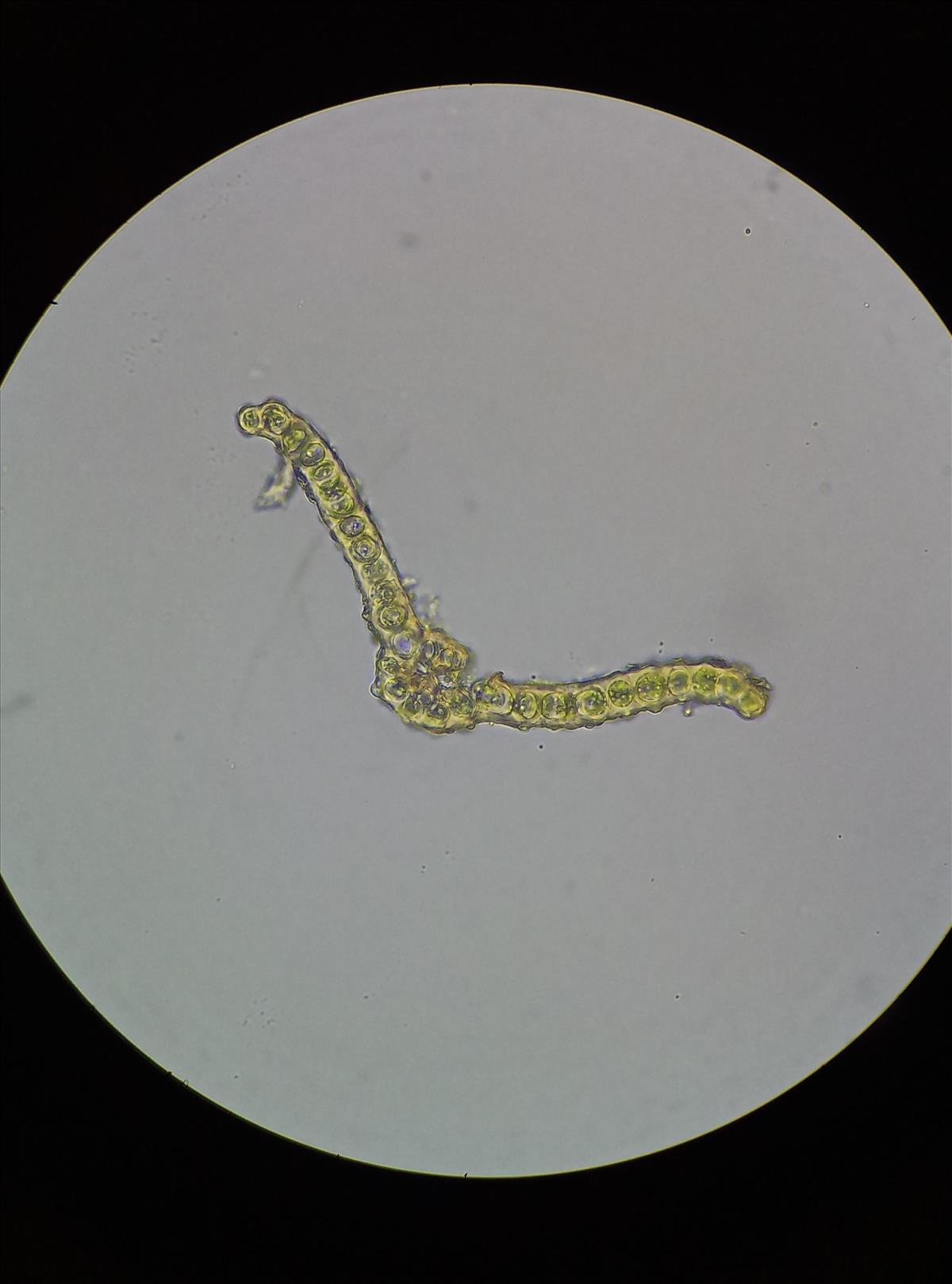 Didymodon tophaceus (door Rens van der Knoop)