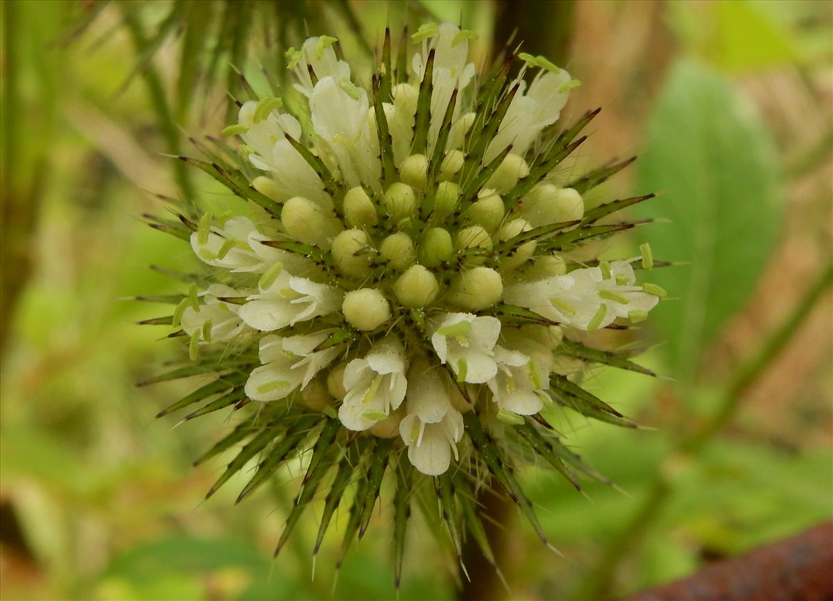 Dipsacus strigosus (door Peter Meininger)