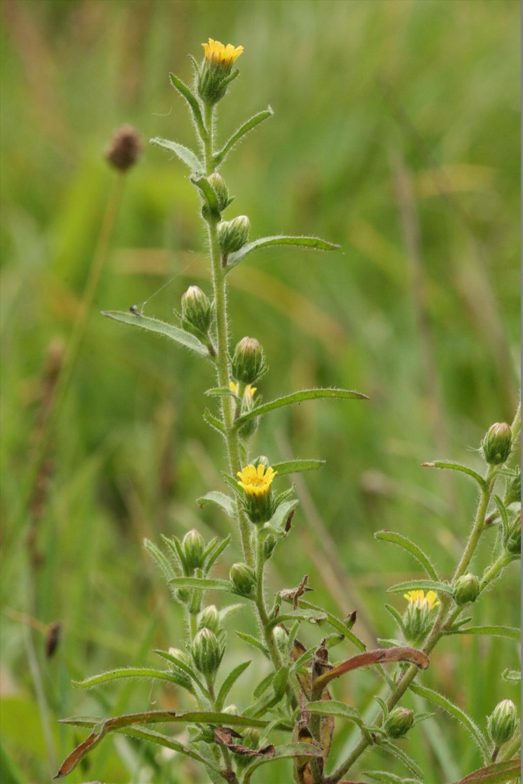 Dittrichia graveolens (door Gertjan van Mill)