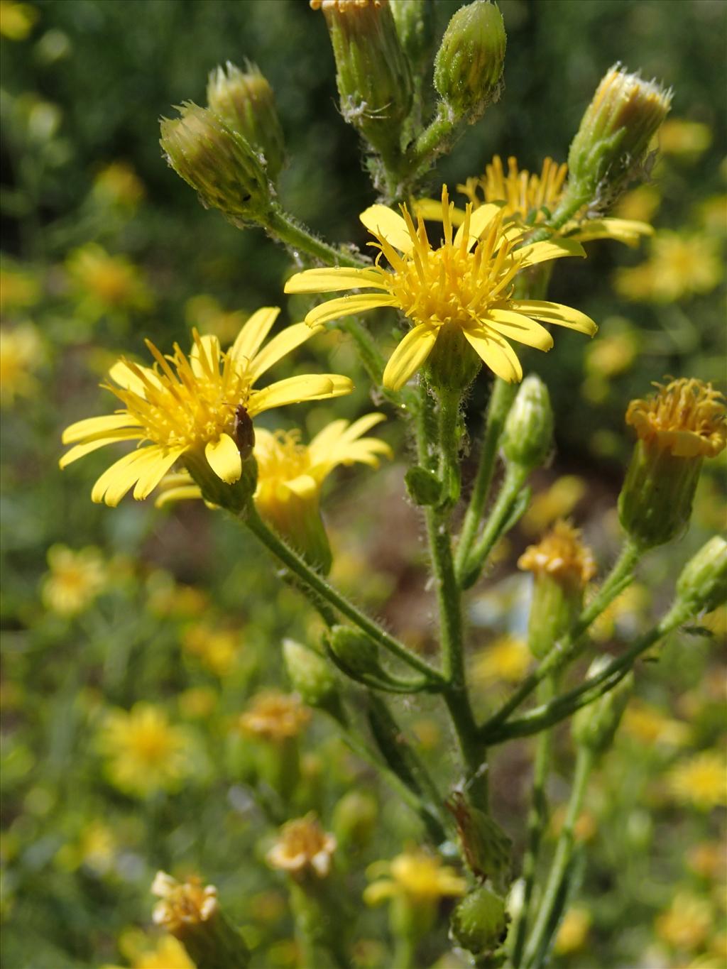 Dittrichia viscosa (door Adrie van Heerden)