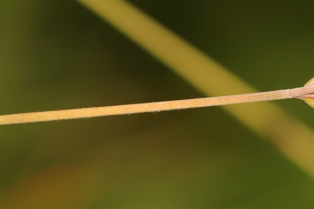 Koeleria albescens (door Jaap Oosterom)