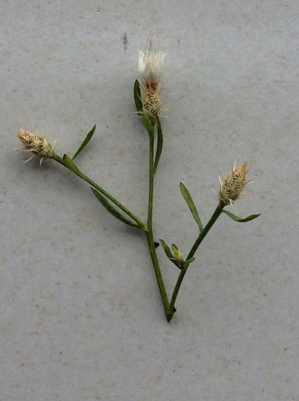 Centaurea diffusa (door Reinder de Boer)