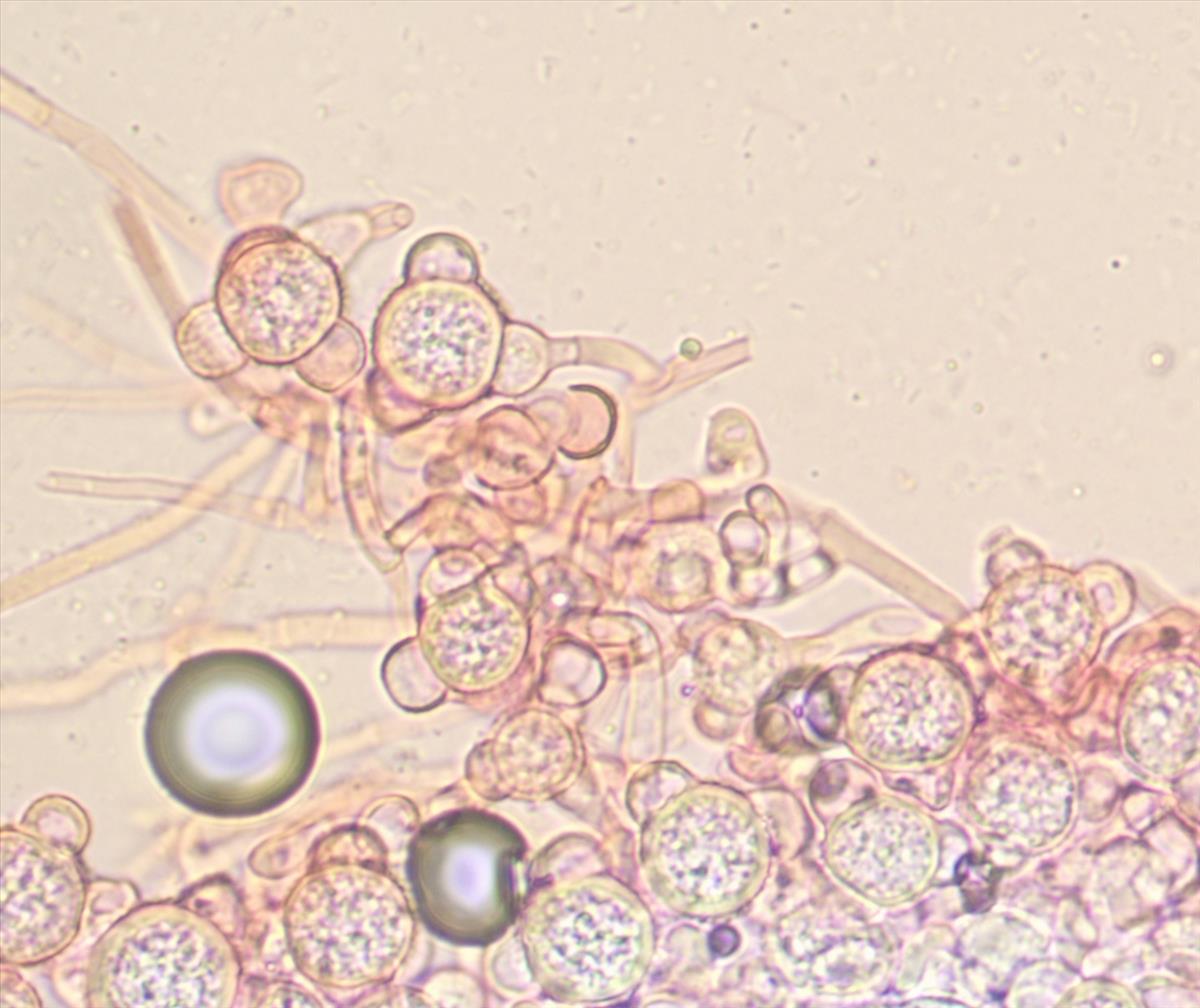 Stephanoma tetracoccum (door Roeland Enzlin)