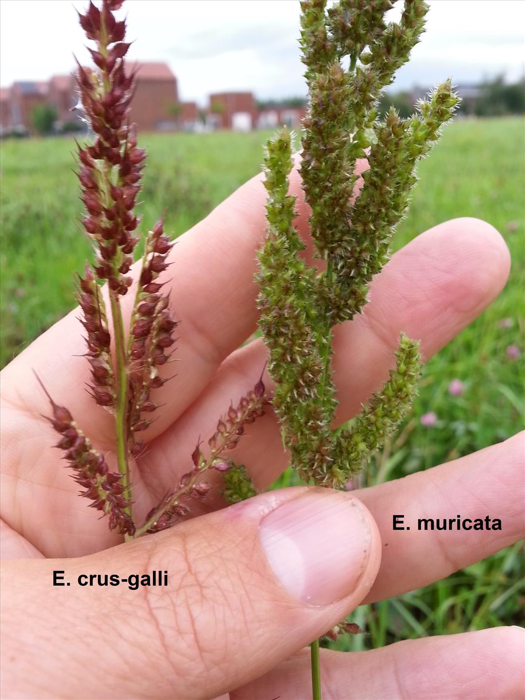 Echinochloa muricata (door Hinko Talsma)