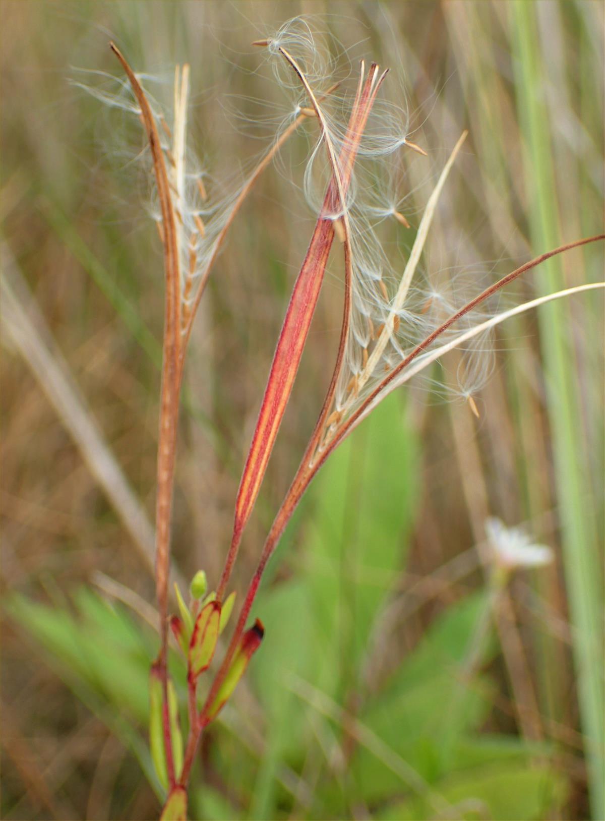 Epilobium palustre (door Adrie van Heerden)