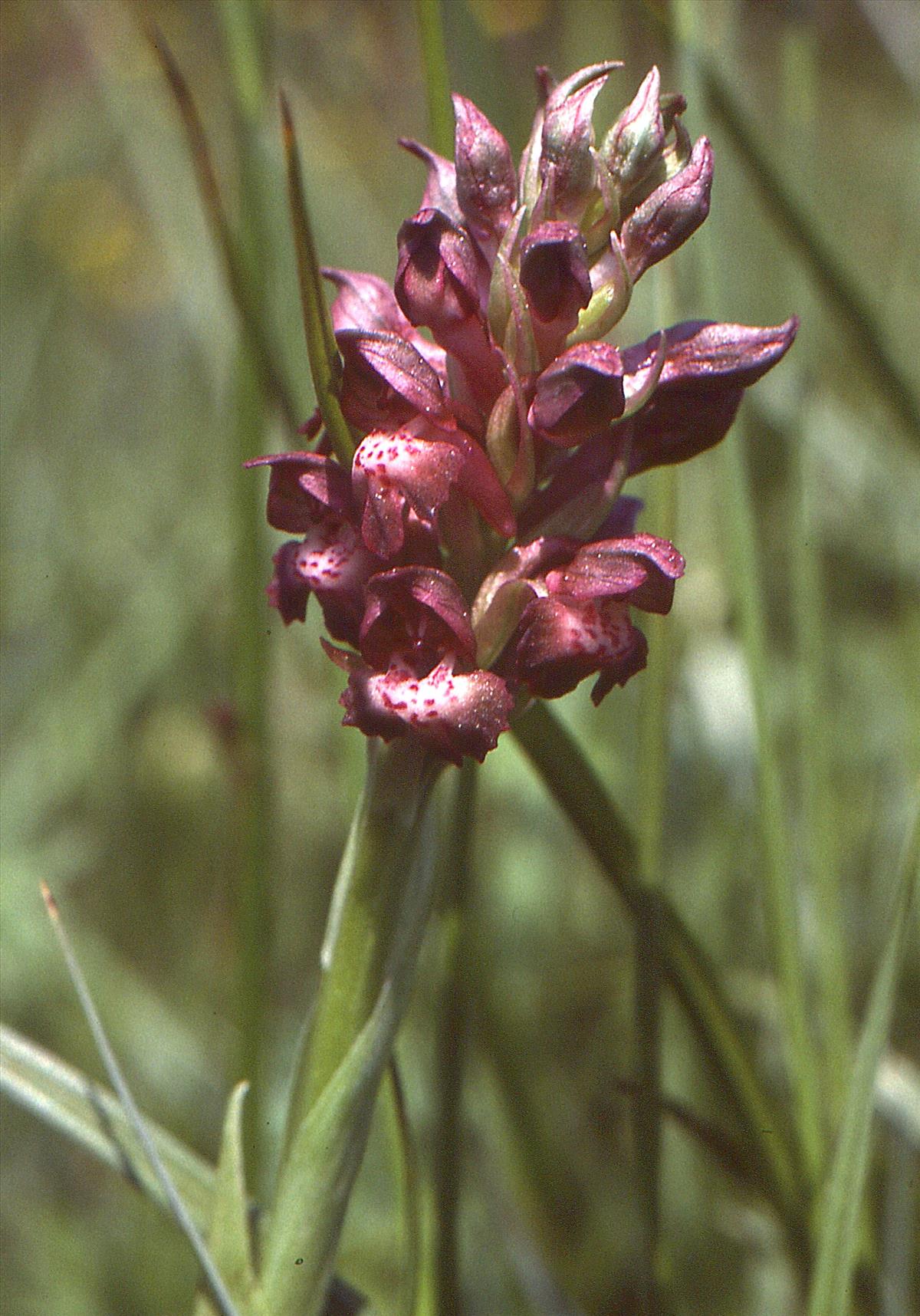 Anacamptis coriophora (door Jelle Hofstra)