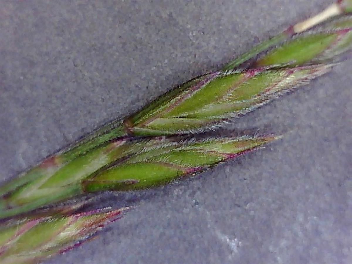 Festuca guestfalica subsp. hirtula (door Ruud Beringen)