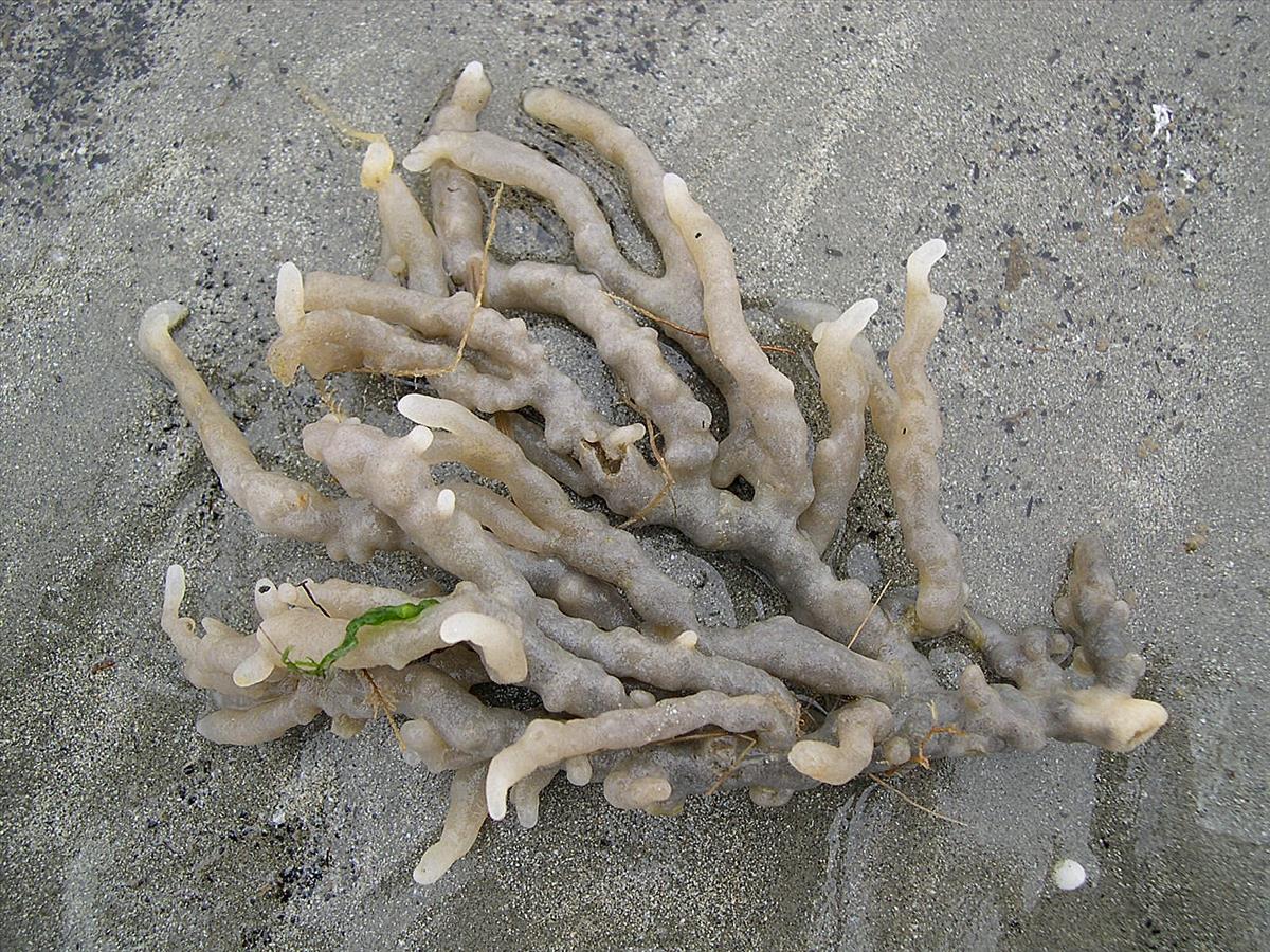 Alcyonidium condylocinereum (door Hans De Blauwe)