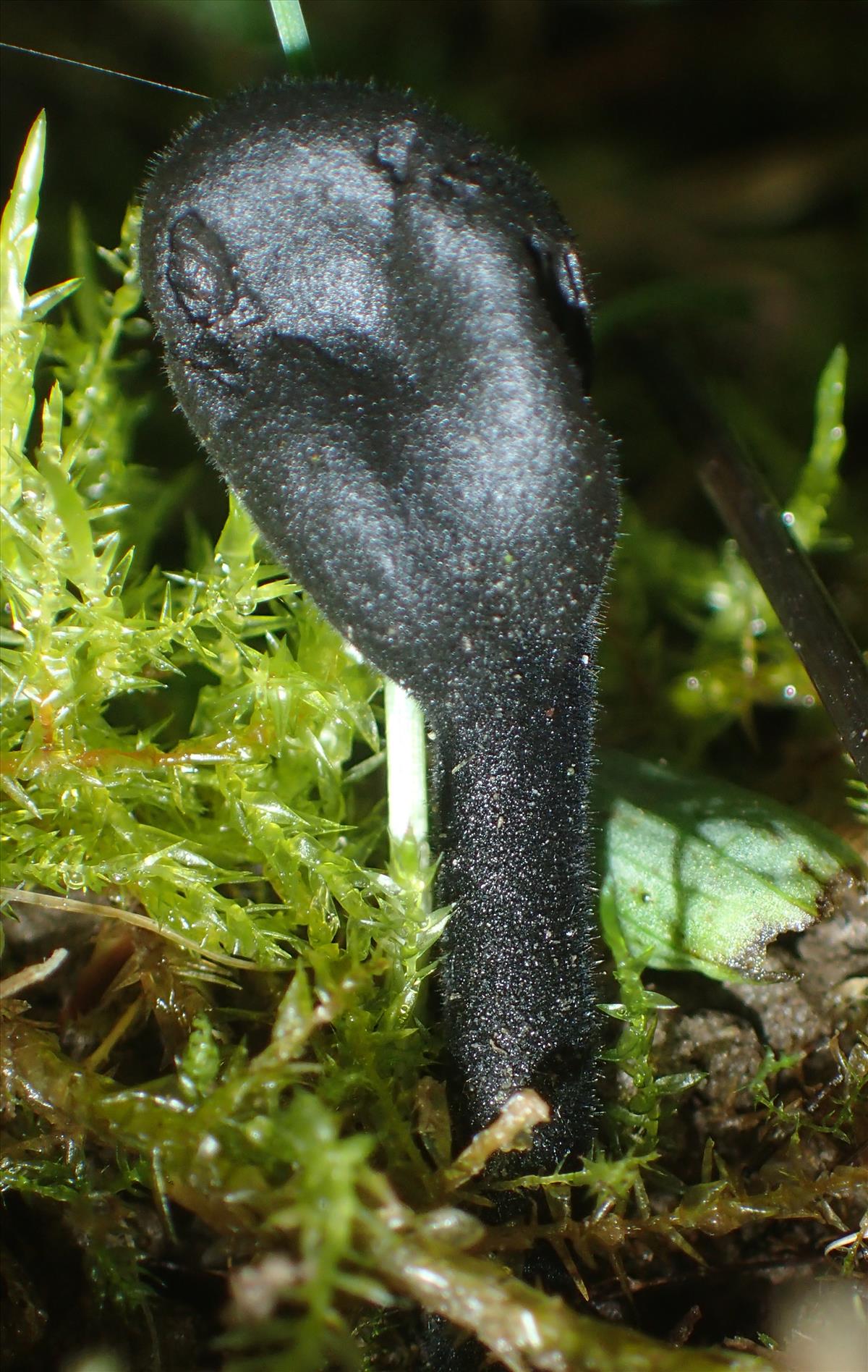 Leucoglossum leucosporum (door Arno van der Pluijm)