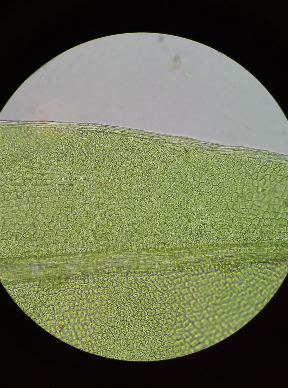 Fissidens incurvus (door Rens van der Knoop)