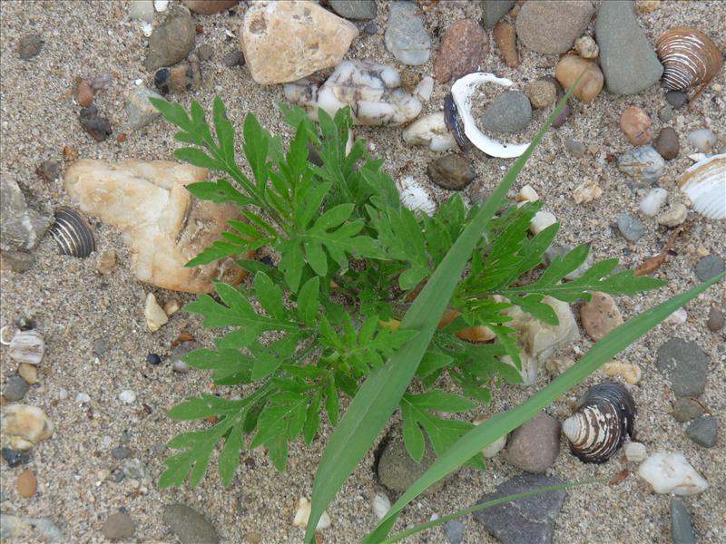 Ambrosia artemisiifolia (door Willemien Troelstra)