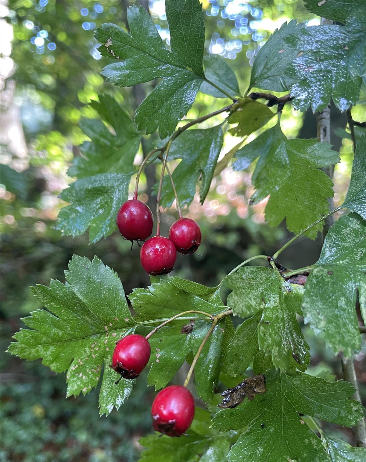 Crataegus x macrocarpa (door Carleen de Graaf)