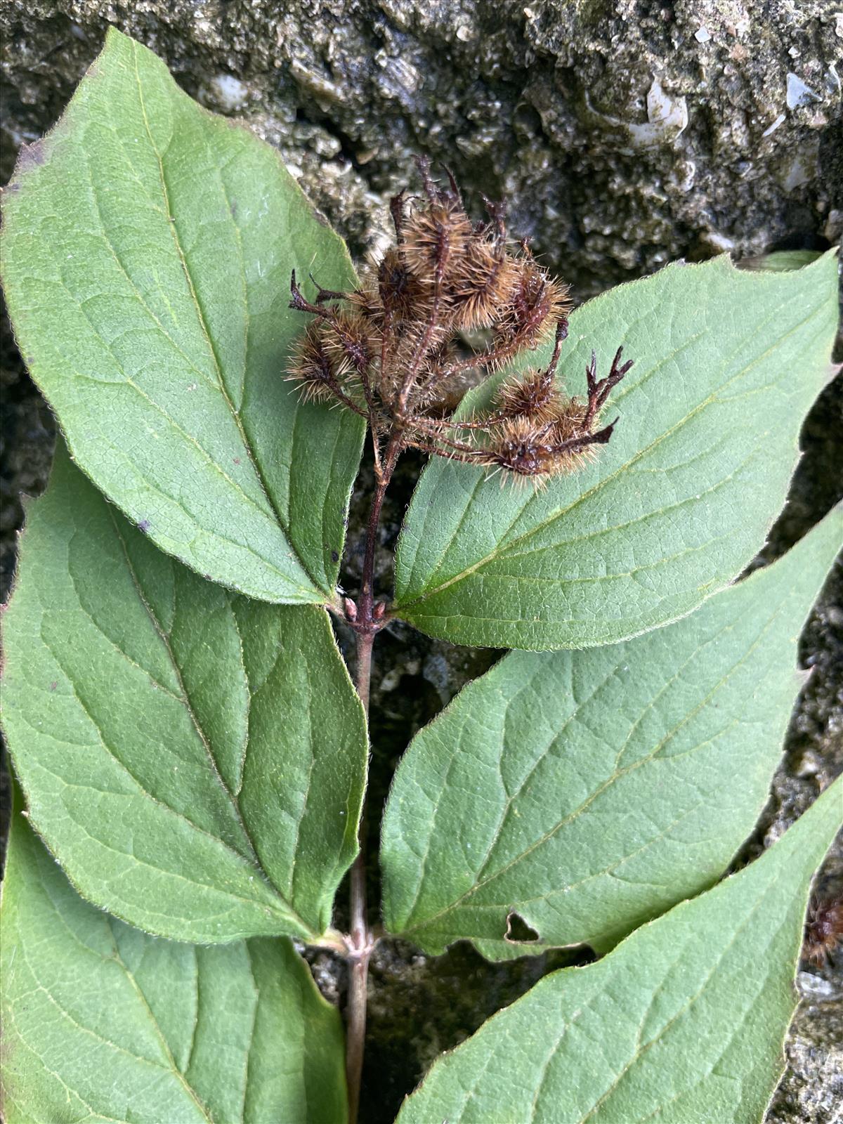 Kolkwitzia amabilis (door Carleen de Graaf)