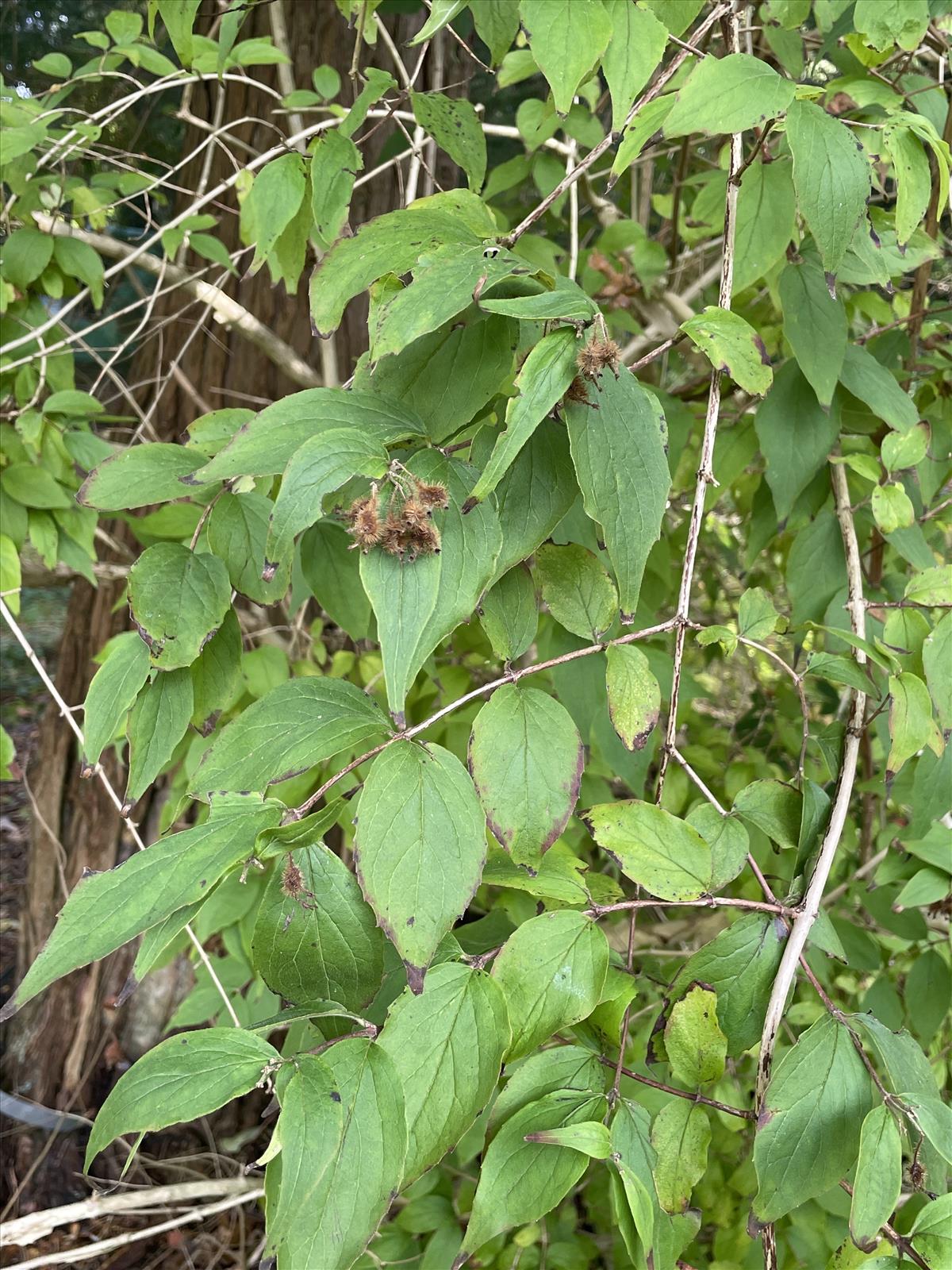 Kolkwitzia amabilis (door Carleen de Graaf)