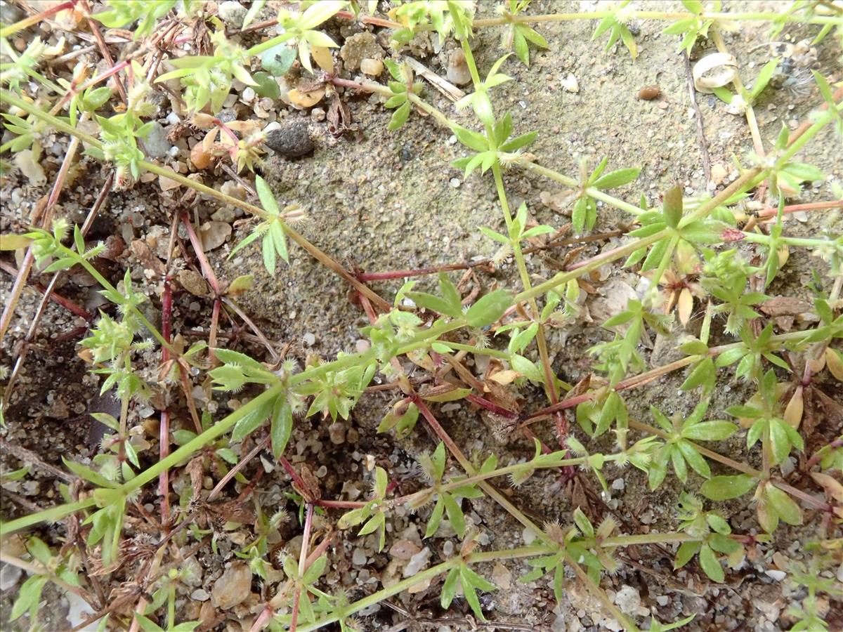 Galium murale (door Dick Kerkhof)