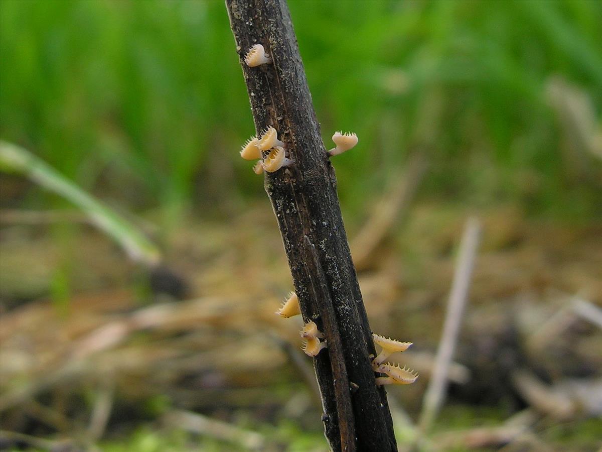 Crocicreas coronatum (door Marian Jagers)