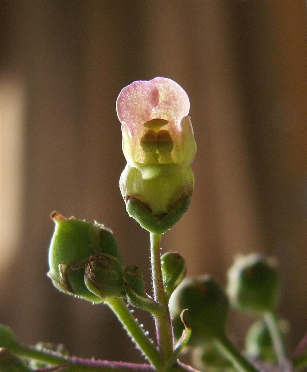 Scrophularia auriculata (door Han Beeuwkes)