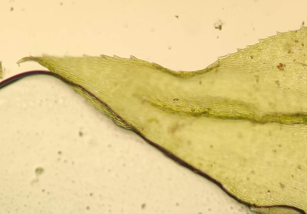 Eurhynchium striatum (door Peter Wetzels)