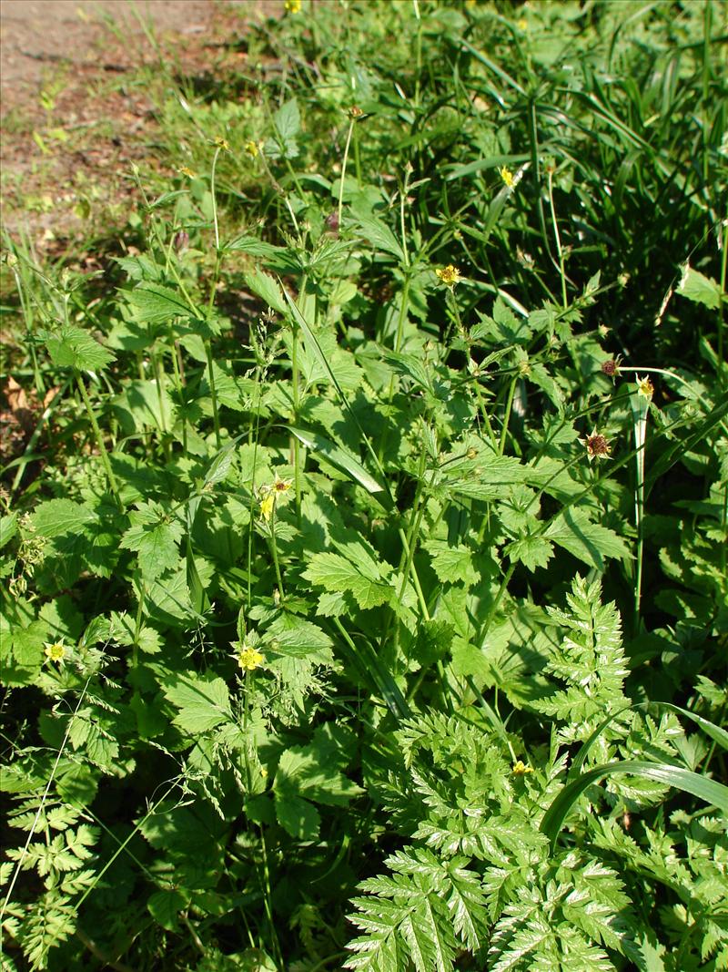 Geum urbanum (door Adrie van Heerden)