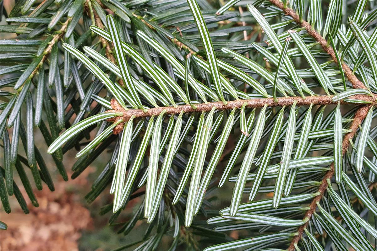 Abies alba (door Willem Braam)