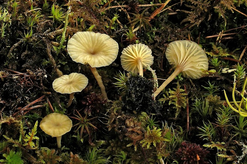 Lichenomphalia umbellifera (door Henk Huijser)