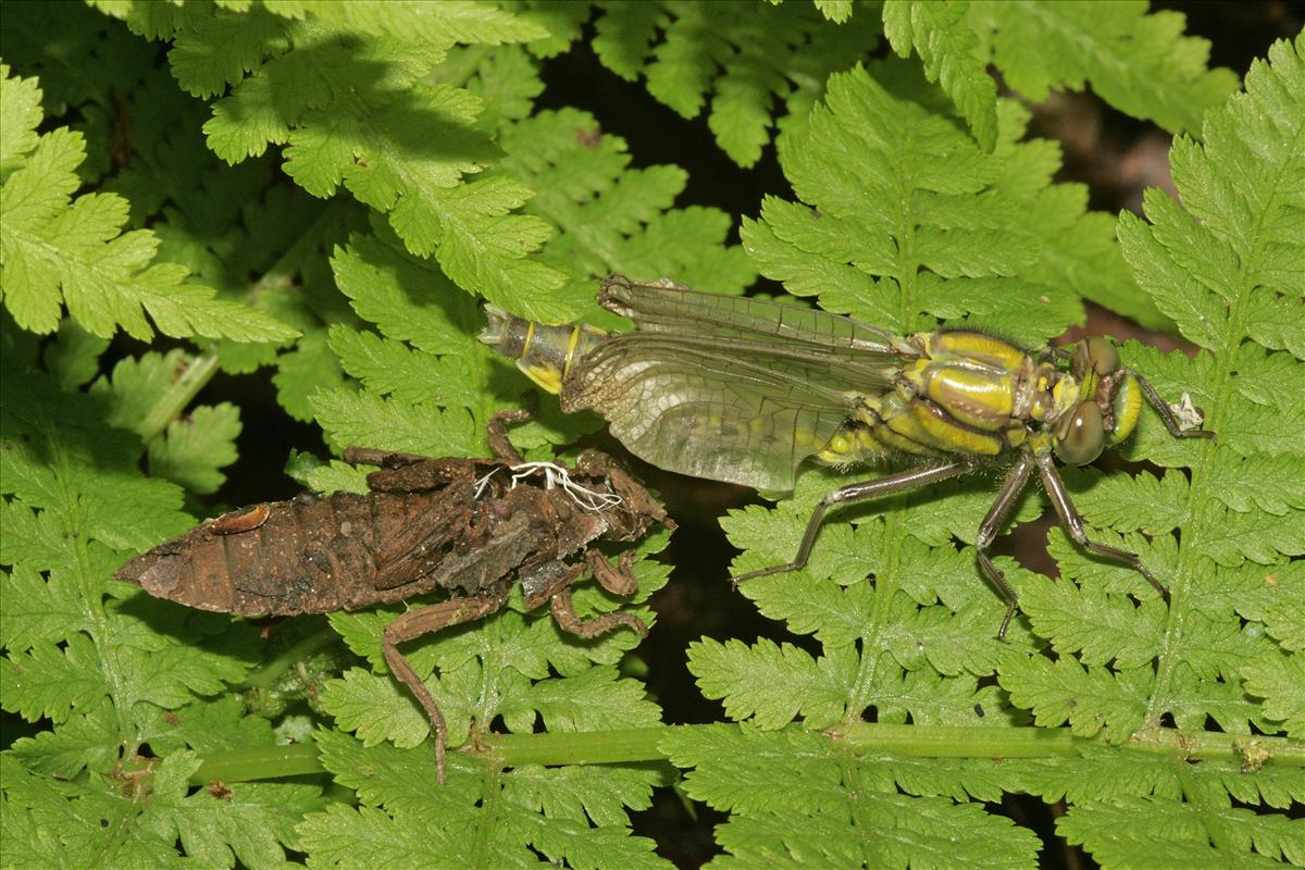 Gomphus vulgatissimus (door Jan Kersten)