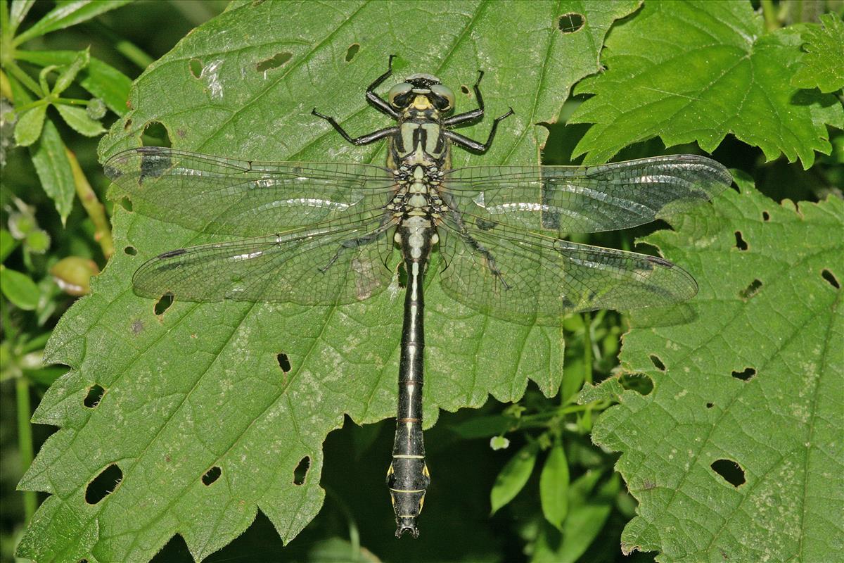 Gomphus vulgatissimus (door Jan Kersten)