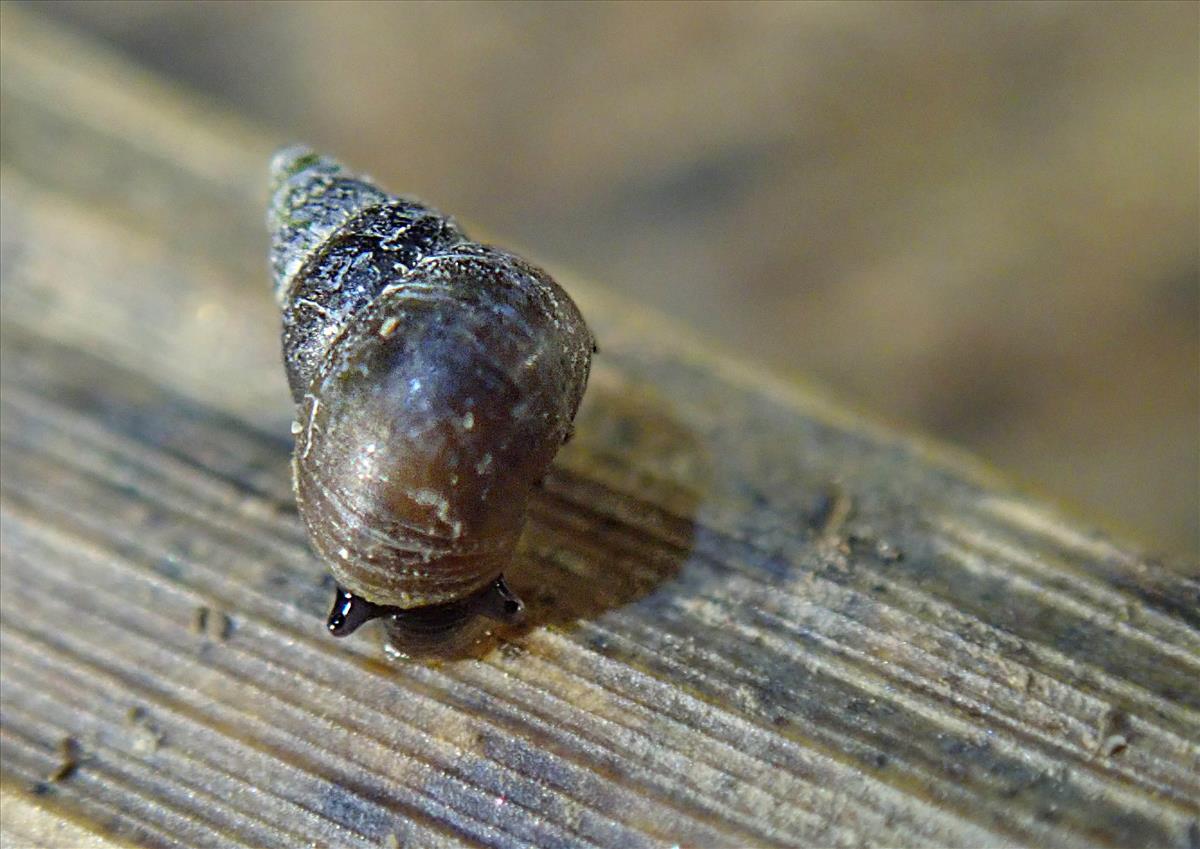 Assiminea grayana (door Adriaan Gmelig Meyling)