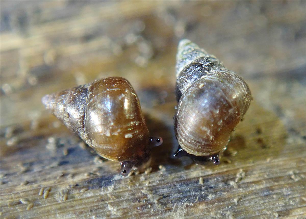 Assiminea grayana (door Adriaan Gmelig Meyling)