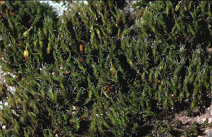 Grimmia trichophylla (door Michael Lueth (www.milueth.de))