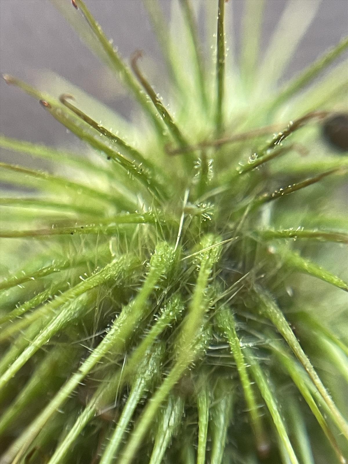 Geum macrophyllum (door Carleen de Graaf)